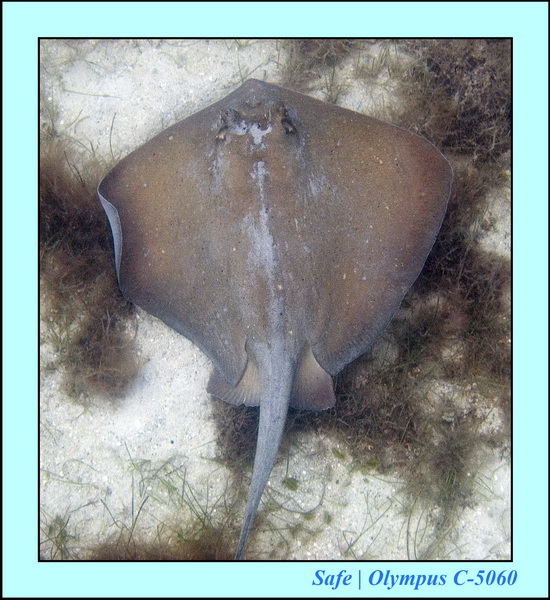 2006 - 07 - Perhentian - Plongee 24